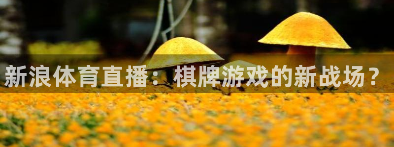 乐球吧nba直播雨燕360：新浪体育直播：棋牌游戏的新战场？