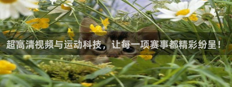 乐球tv：超高清视频与运动科技，让每一项赛事都精彩纷呈！